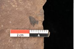 Foto (Detailsansicht) von Planera ungeri Ettingshausen (NHMW-GEO-2024-0188-0995)